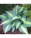 Hosta ’Catherine’ листя